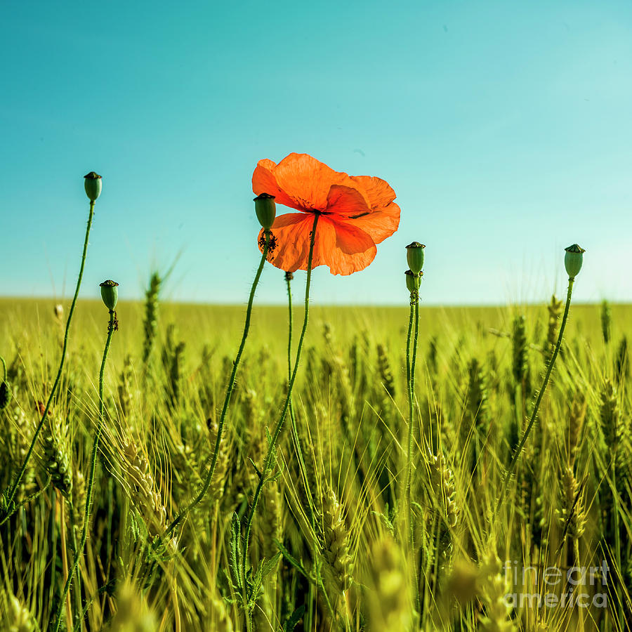 Poppy Photograph - Close-up of poppy in a wheat field by Bernard Jaubert