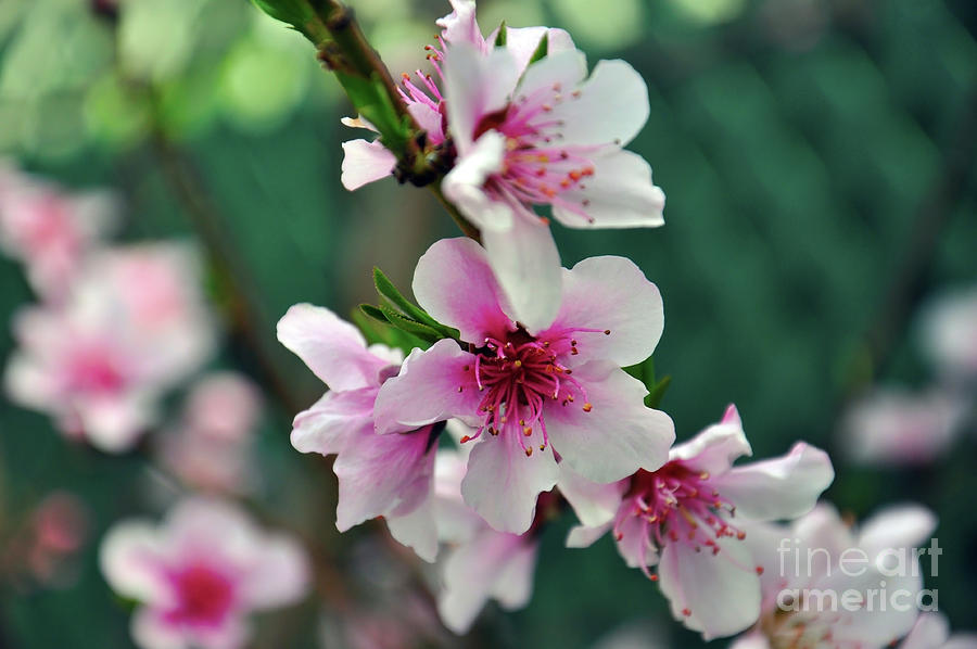 Close up of pretty pink and white blossoms on Peach tree in early Spring. Photograph by Milleflore Images