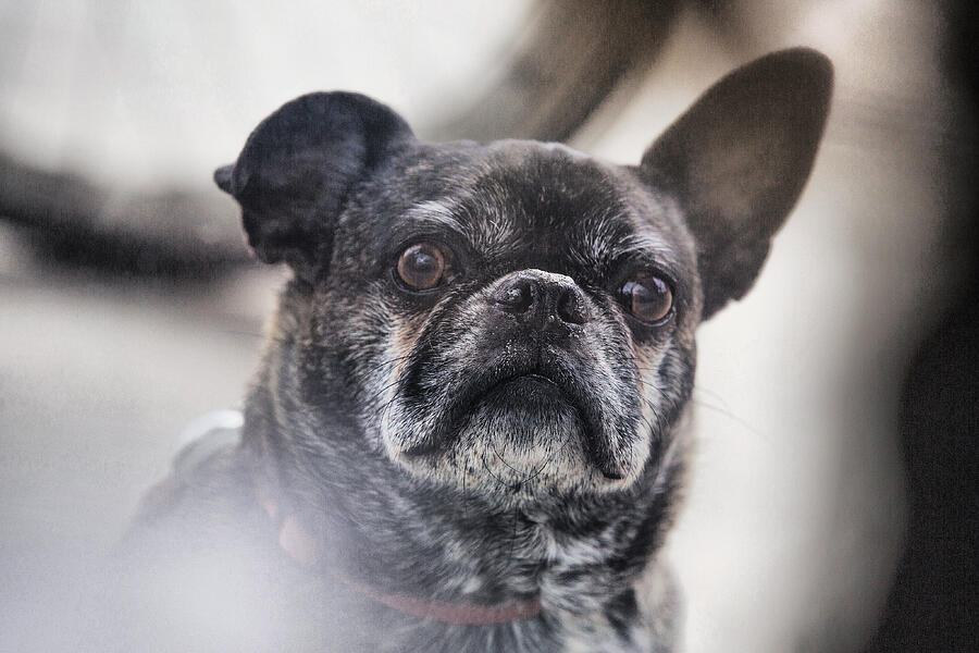 Close-up of pug Photograph by Danielle Hogan / FOAP