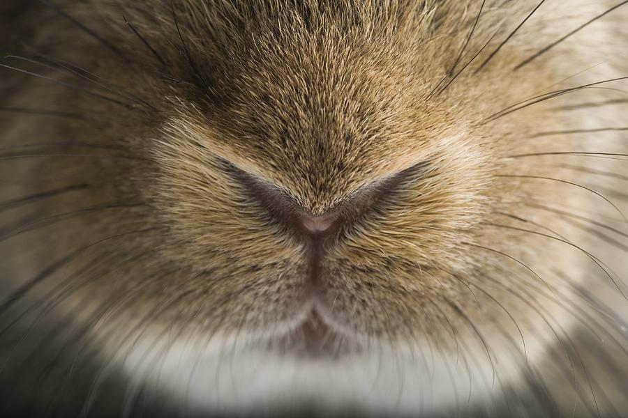 Close-up of rabbit snout and whiskers Photograph by Rubberball/Mike Kemp
