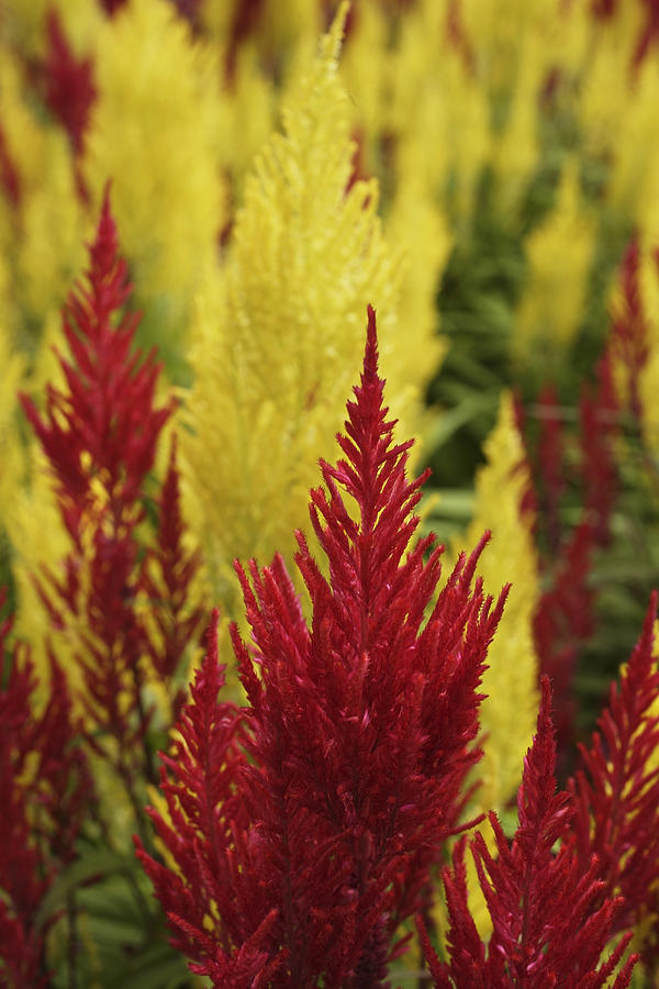 Close Up Of Red And Yellow Celosia Plants Photograph by Asia Images