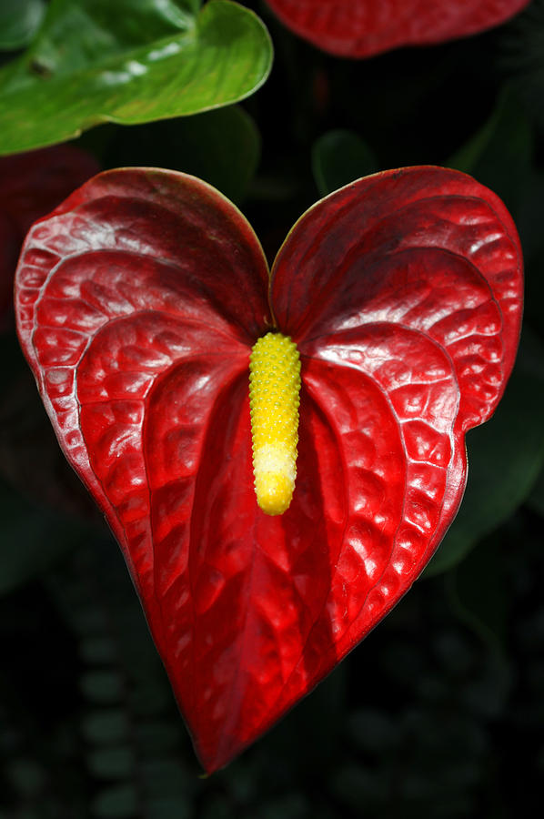 Close-up of Red Anthurium Photograph by NNehring