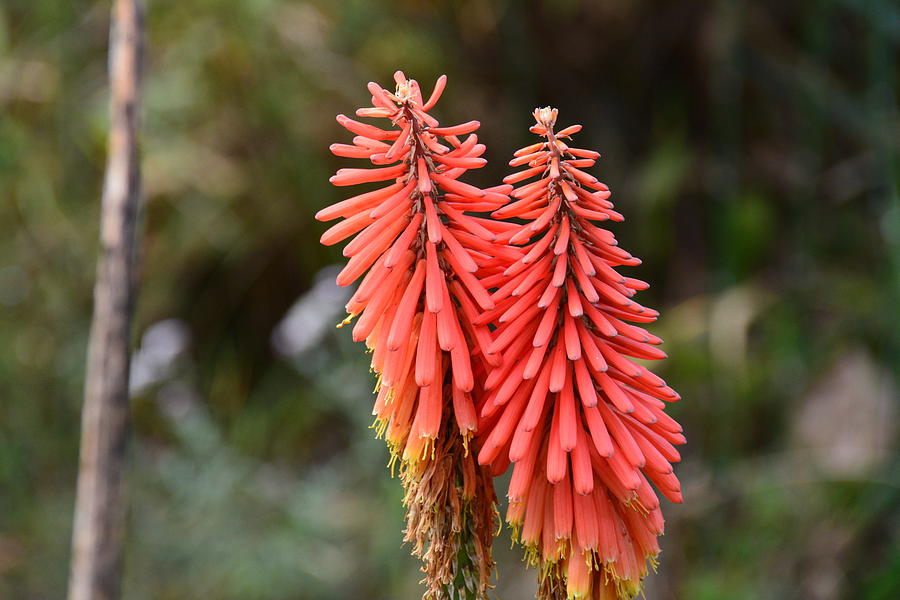 Close up of Red Hot Pokers Photograph by Brigitta Diaz - Fine Art America