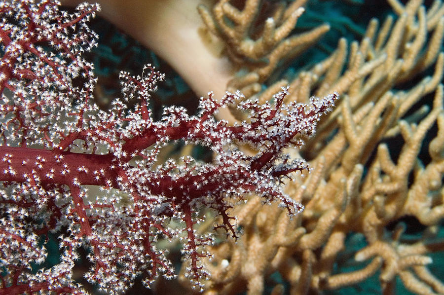 Close-up of Red Soft Coral underwater, Milne Bay, Papua New Guinea Photograph by Glowimages
