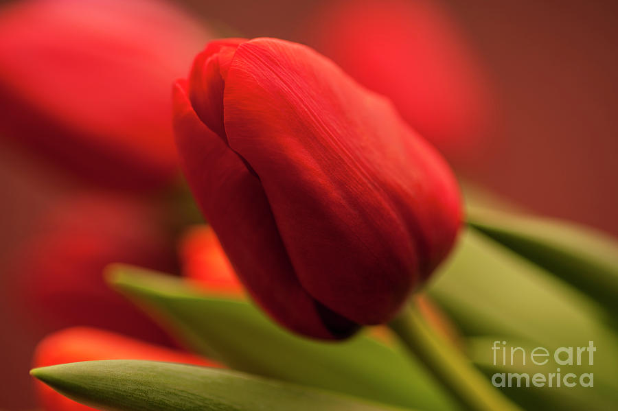 Close-up Of Red Tulips Photograph