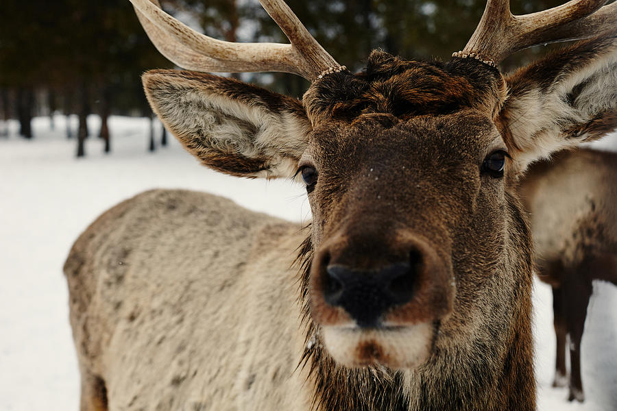 Close up of reindeer in snow Photograph by Vladimir Serov