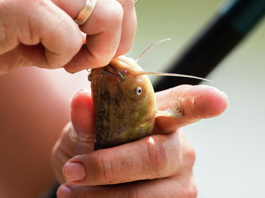 Close up of a channel catfish on a hook. Tote Bag by Kristian