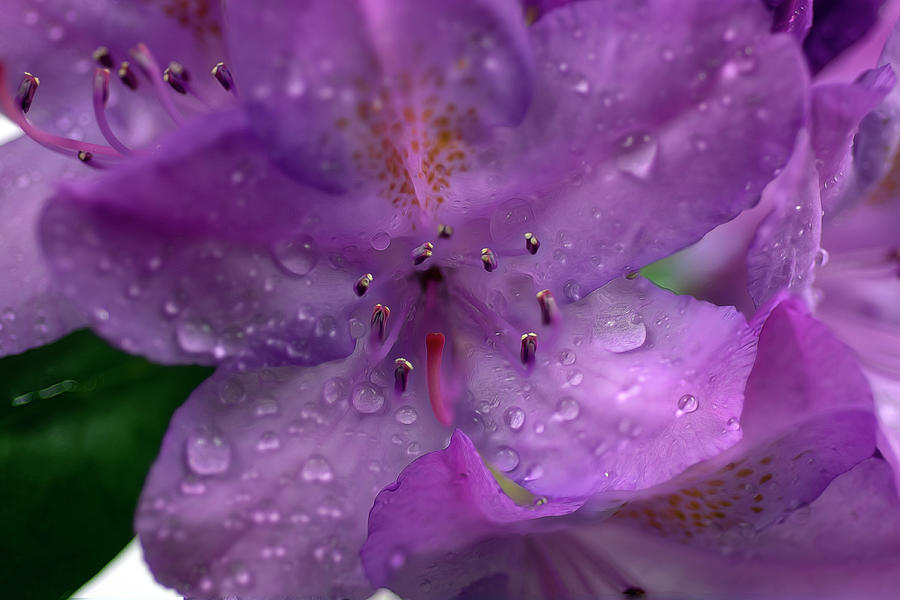 Close up of Rhododendron flower after a rain Photograph by Dan Friend