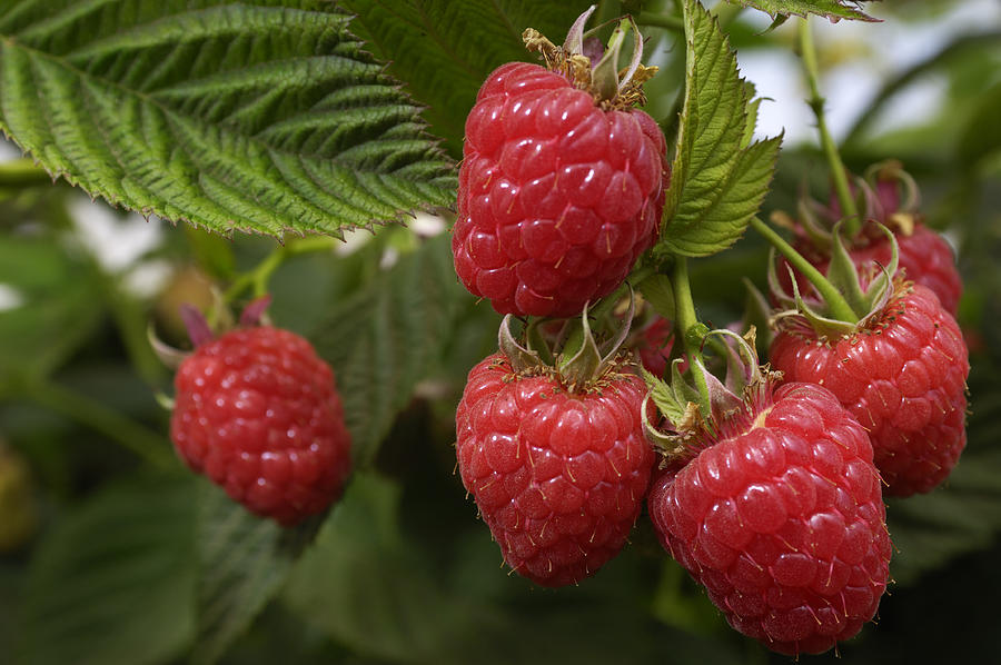 Close-up of Ripening Organic Raspberries on the Vine Photograph by GomezDavid