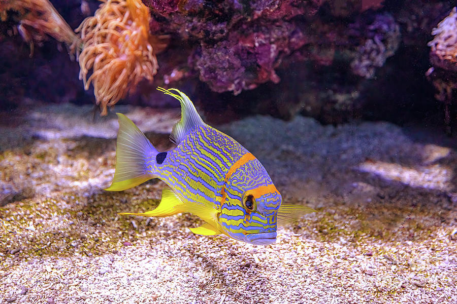 close up of Sailfin snapper Photograph by Benny Marty - Fine Art America