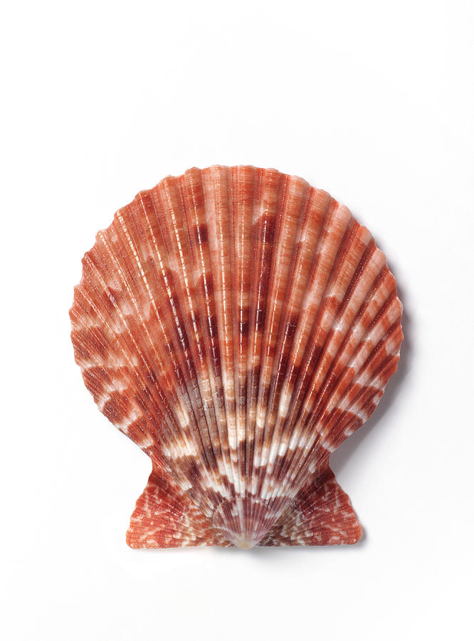 Close up of scallop shell on white Photograph by Peter Dazeley