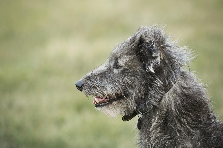 Close up of Scottish Deerhound sitting in a field. Photograph by Mint Images