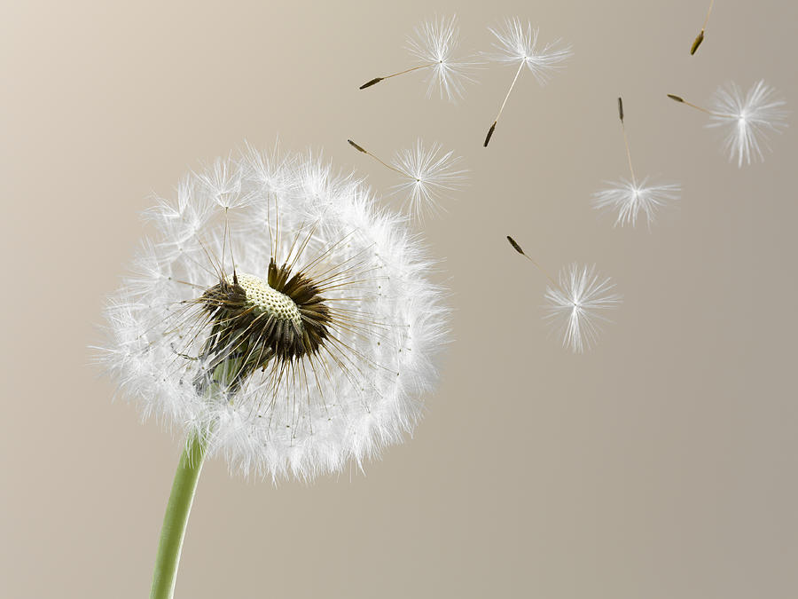 Close up of seeds blowing from dandelion on beige background Photograph by Andy Roberts