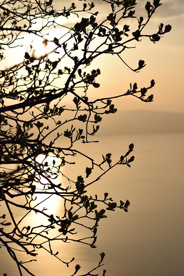 Close-Up Of Silhouetted Branches Against Sunset Photograph by Elena Pejchinova