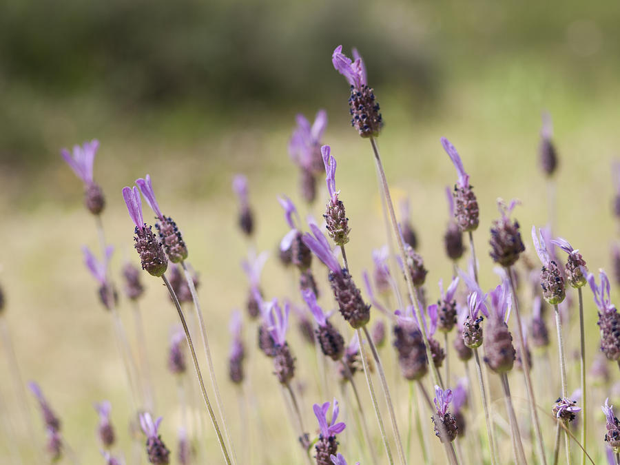 Close up of Spanish lavender (Lavandula stoechas) Photograph by Carlos Ciudad Photos