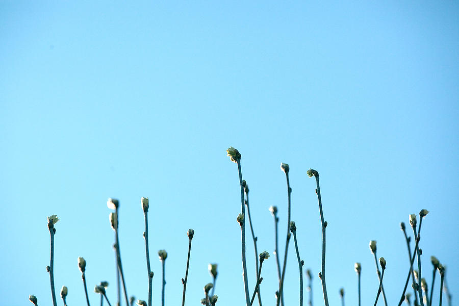 Close-Up Of Stems Against Clear Blue Sky Photograph by Paulien Tabak / EyeEm Close-Up Of Stems Against Clear Blue Sky Photograph by Paulien Tabak / EyeEm