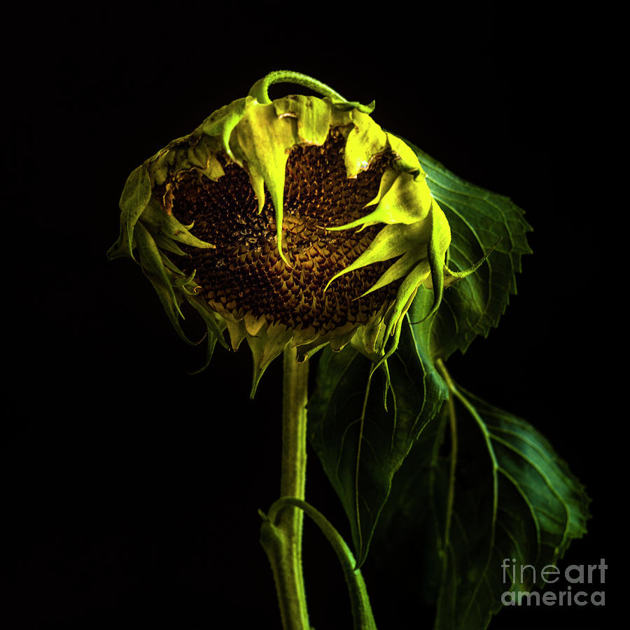 Sunflower Photograph - Close-up of sunflower by Bernard Jaubert