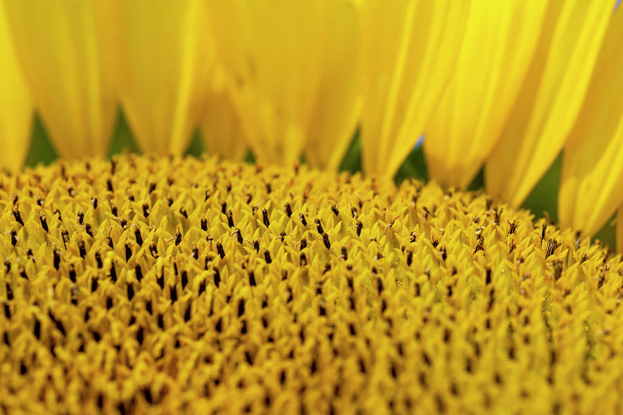 Close up of sunflower Photograph by Dan Friend