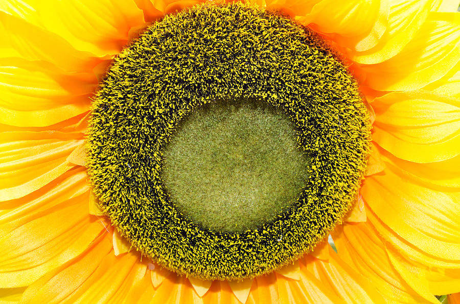 Close-up Of Sunflower. Photograph by Hideto111