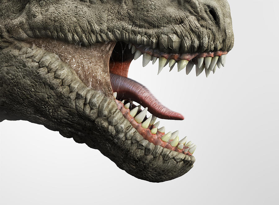 Close up of T-rex dinosaur mouth Photograph by Radoslav  Zilinsky