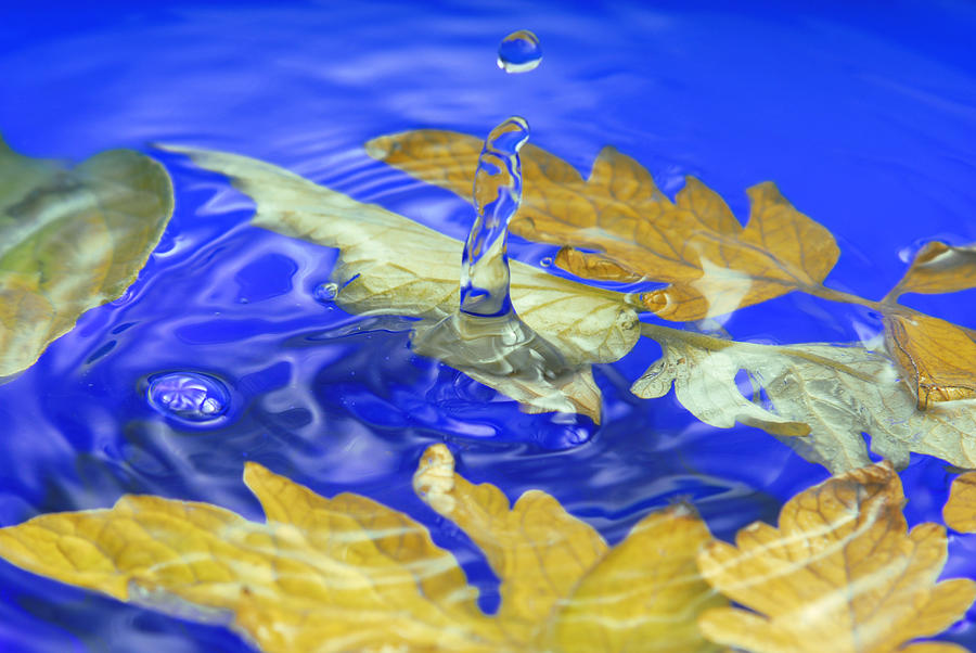 Close up of the autumn leaves  water splash Photograph by Severija Kirilovaite