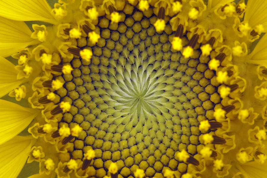 Close up of the center of a sunflower Photograph by Belterz
