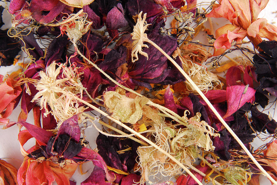 Close Up Of The Dried Flower Background Photograph by Severija Kirilovaite
