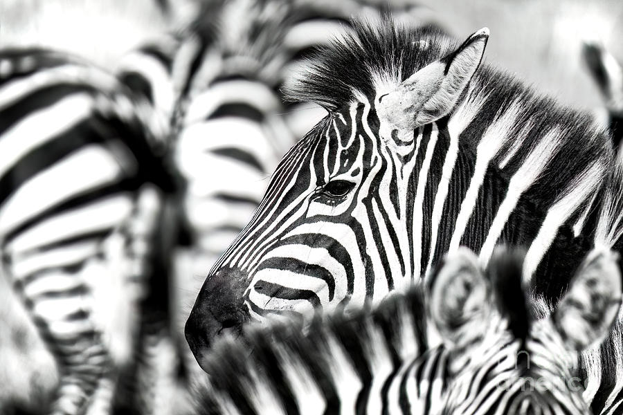 Close up of the face of a plains zebra, equus quagga, in a herd of zebra in the Masai Mara, Kenya. Black and white Photograph by Jane Rix