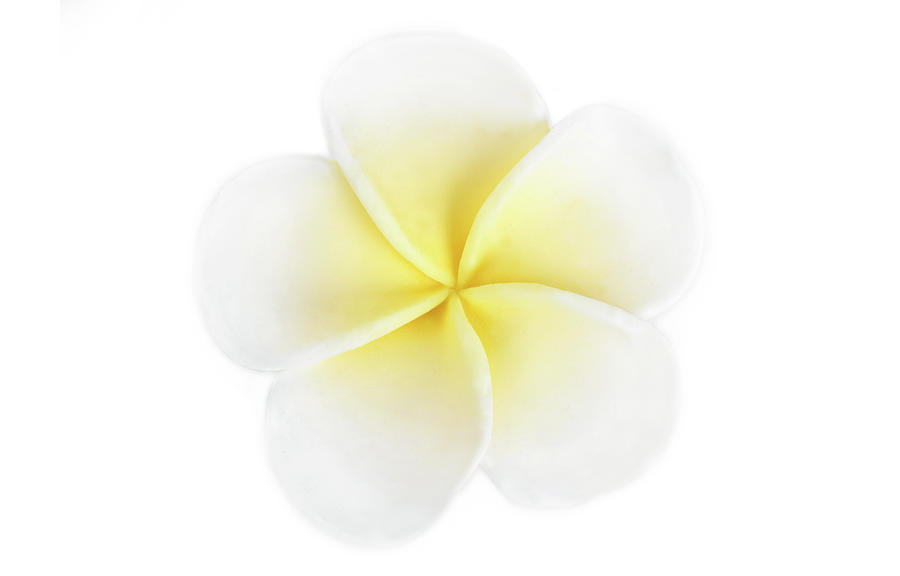 Close up of the Frangipani Jepun flower isolated on white Photograph by Severija Kirilovaite