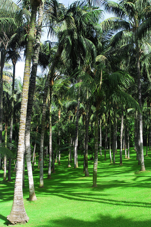 Close Up Of The Golf Course With Palm Trees Photograph by Severija Kirilovaite