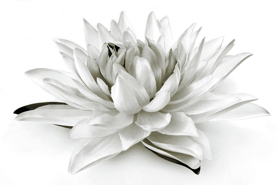 Close up of the Lilly black and white Photograph by Severija Kirilovaite