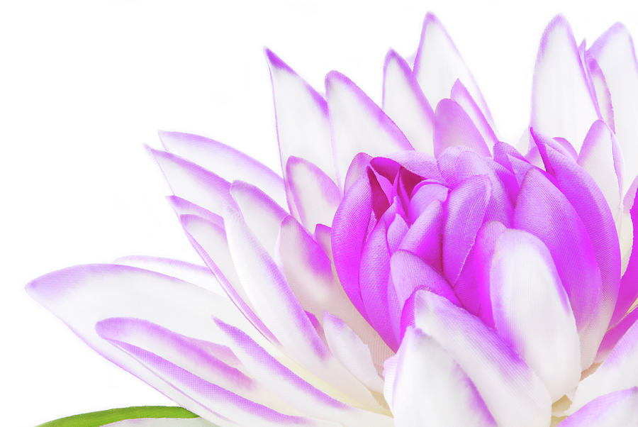 close up of the Lily pink on white Photograph by Severija Kirilovaite