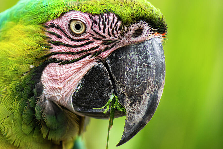 Close Up Of The Macaw Bird. Photograph