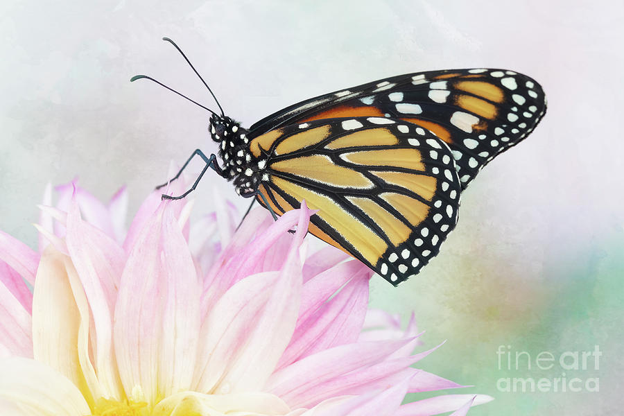 Butterfly Among Flowers coloring page | Free Printable Coloring Pages