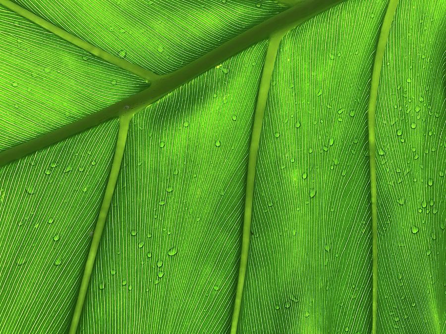 Close Up Of The Palm Tree Leaf With Water Drops On It - Green Leaf - Ulitsa Professora Popova, 2?, Sankt-peterburg, Russia, 197022 Photograph