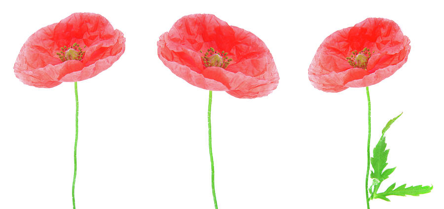 Close Up Of The Poppy Flowers Isolated On White Photograph by Severija Kirilovaite
