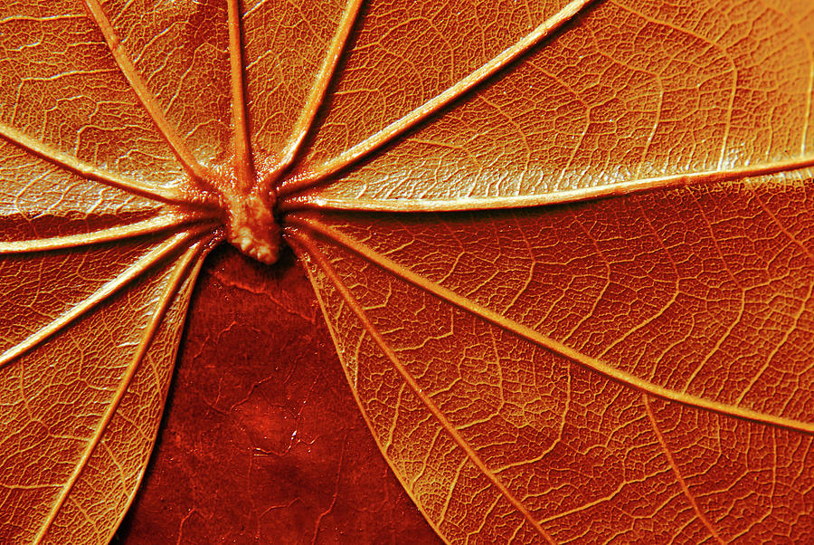 Close up of the red leaf papyrus Photograph by Severija Kirilovaite