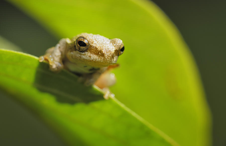 Close up of the reed frog perched on a leaf. Photograph by Emil Von Maltitz