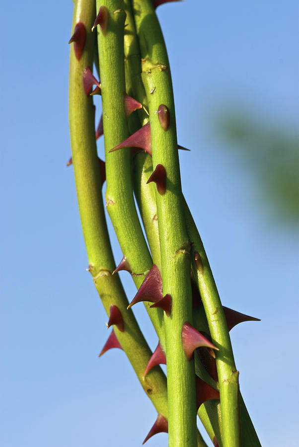 Close-up of thorns on rose stems Photograph by Glow Images