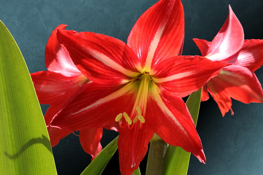 Close-up of Three Red Lily Flowers Photograph by © Debi Dalio
