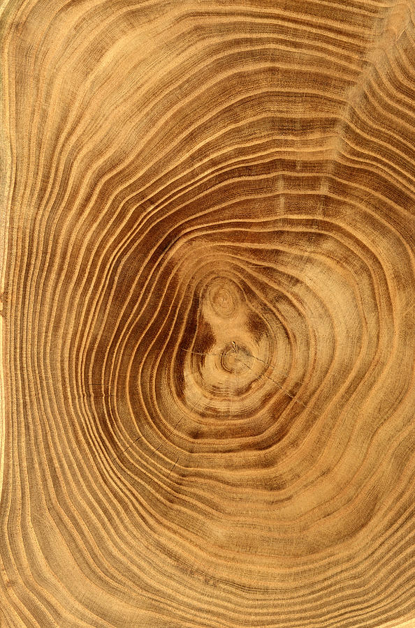 Close-Up of Tree Rings Photograph by Siede Preis