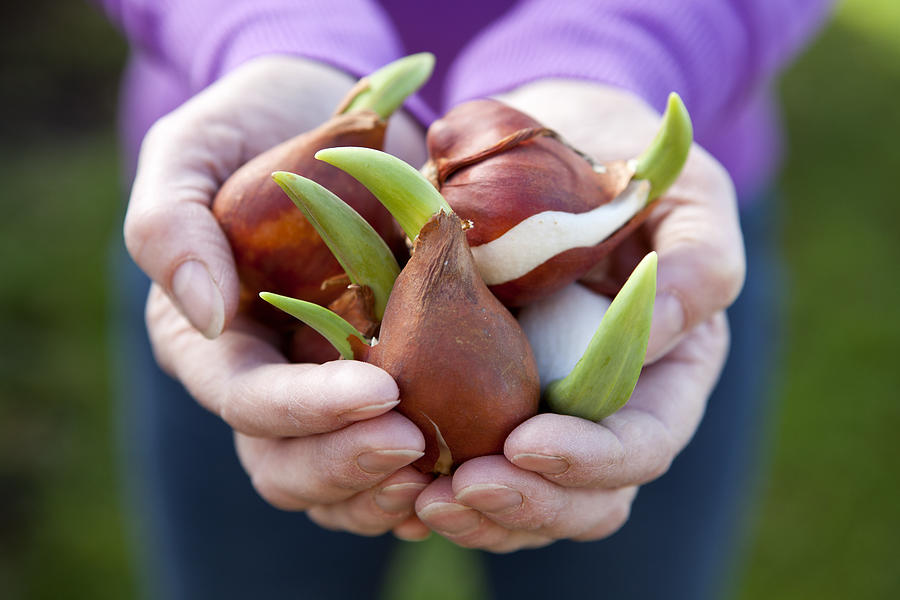 Close-up of two hands holding a bunch of tulip bulbs Photograph by Cjp