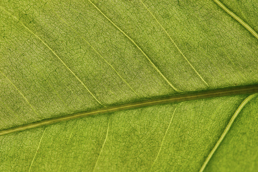 Close-up Of Veins On A Vibrant Sprint Plant Photograph