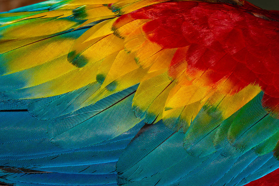 Close Up of Vibrant Coloured Feathers of Green Winged Macaw Photograph by Nancybelle Gonzaga Villarroya