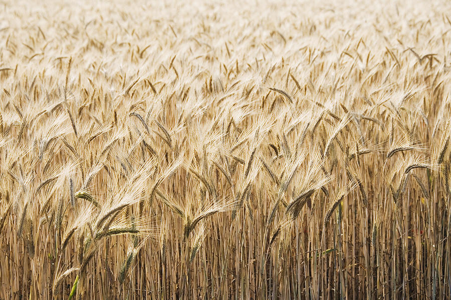 Close-up of wheat in field Photograph by Jeremy Woodhouse