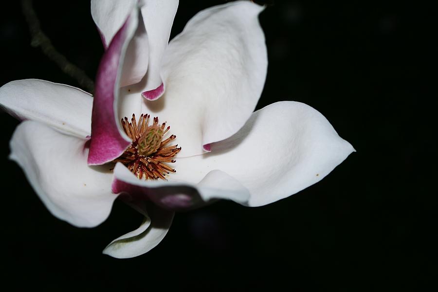 Close-Up Of White And Pink Flower Blooming At Night Photograph by Lorenzo Caprotti / EyeEm Close-Up Of White And Pink Flower Blooming At Night Photograph by Lorenzo Caprotti / EyeEm