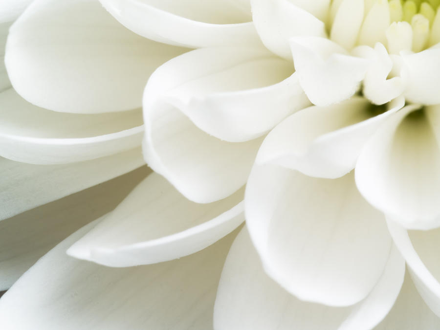 Close up of white chrysanthemum flower petals Photograph by Vidok