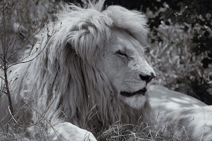 Close-up of white lion Photograph by Emilio Lorenzo / FOAP