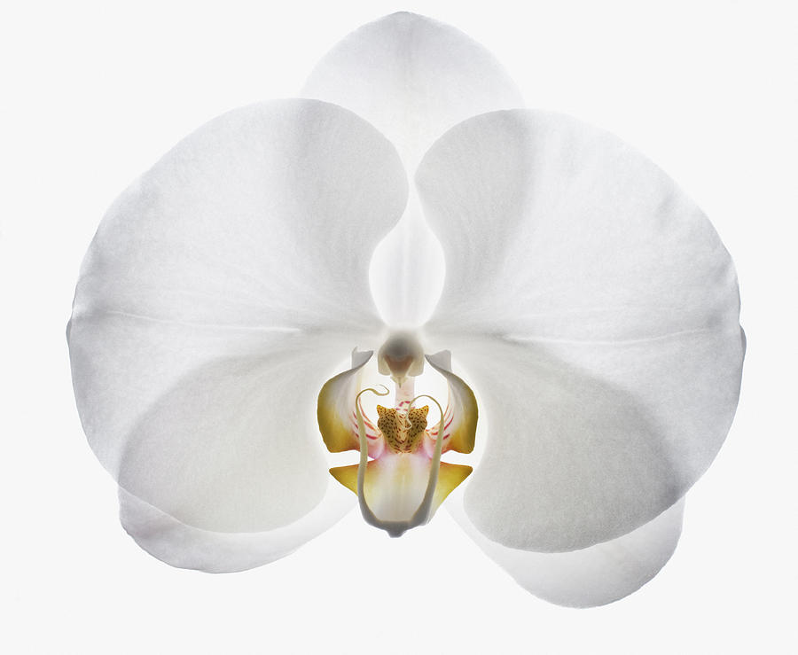 Close up of white orchid Photograph by Robert Daly