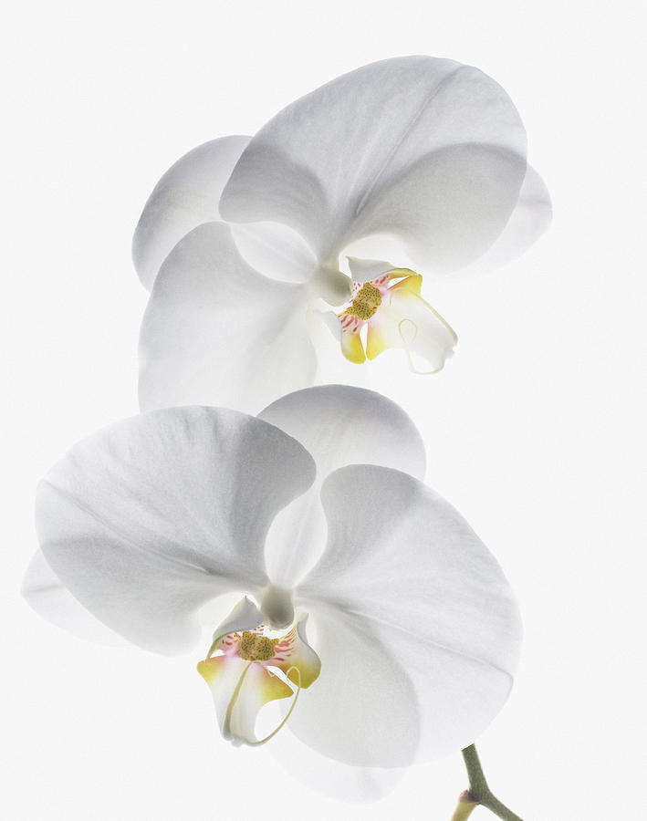 Close up of white orchids on stem Photograph by Robert Daly